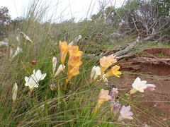 Freesia