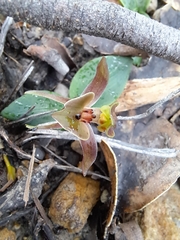 Chiloglottis triceratops