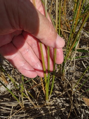 Eleocharis quadrangulata