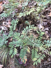 Tephrosia virginiana