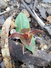 Chiloglottis triceratops