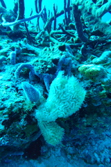 Callyspongia plicifera