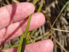 Eleocharis quadrangulata
