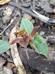Chiloglottis triceratops