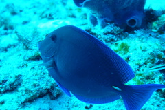 Acanthurus coeruleus