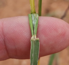 Bothriochloa ischaemum