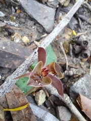 Chiloglottis triceratops