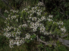 Olearia nummulariifolia