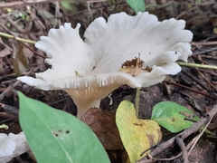 Pleurotus albidus