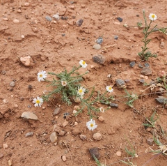 Chaetopappa ericoides