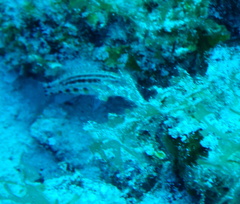 Serranus baldwini