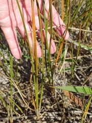 Eleocharis quadrangulata