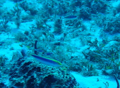 Halichoeres cyanocephalus