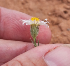 Chaetopappa ericoides
