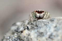 Habronattus pyrrithrix