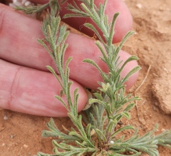 Chaetopappa ericoides