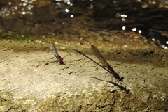 Argia oenea