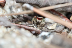 Habronattus pyrrithrix