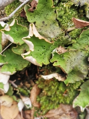 Peltigera aphthosa