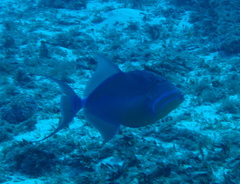 Balistes vetula