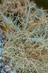 Usnea cornuta