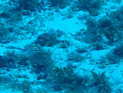 Lactophrys triqueter