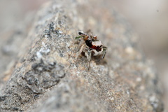 Habronattus pyrrithrix