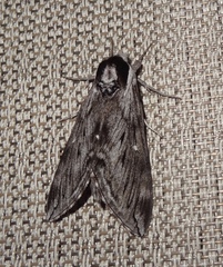 Sphinx poecila
