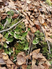 Peltigera aphthosa