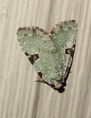 Leuconycta diphteroides