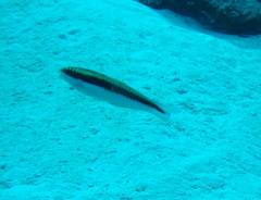 Halichoeres maculipinna