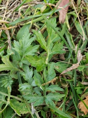 Artemisia vulgaris
