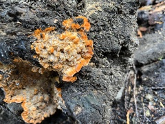 Phlebia radiata
