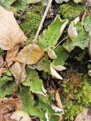 Peltigera aphthosa