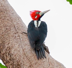 Campephilus melanoleucos