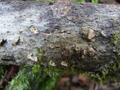 Clitopilus hobsonii