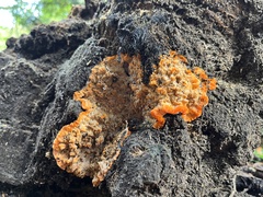 Phlebia radiata