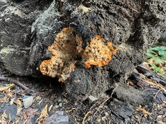 Phlebia radiata