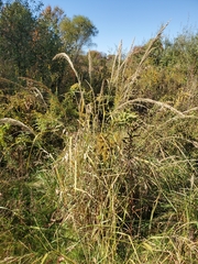 Panicum amarum