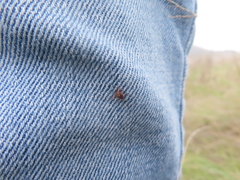Dermacentor occidentalis