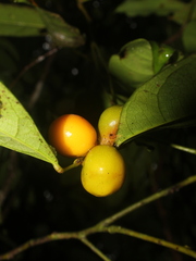 Hyperbaena leptobotryosa