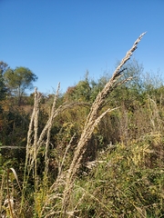 Panicum amarum