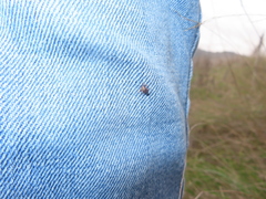 Dermacentor occidentalis