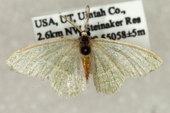 Chlorochlamys triangularis