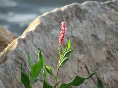 Persicaria barbata