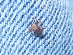 Dermacentor occidentalis