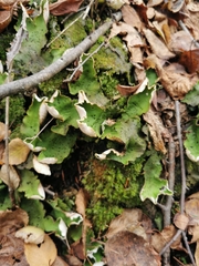 Peltigera aphthosa