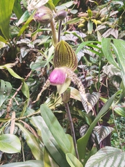 Paphiopedilum