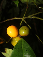 Hyperbaena leptobotryosa