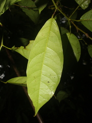 Hyperbaena leptobotryosa